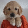 Rüde Orange 6 Wochen alt 2